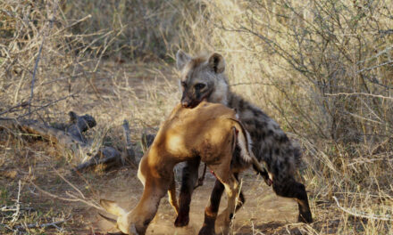 Progressive Talk Radio (Chicago). Hyenas?